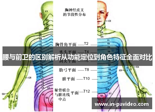 腰与前卫的区别解析从功能定位到角色特征全面对比